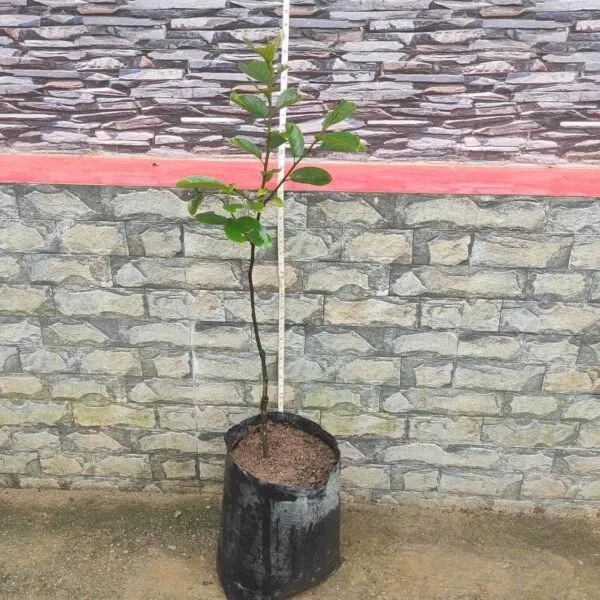 Buy Japanese Persimmon Grafted (Fuyu) – Premium Fruit Tree for Abundant Harvests - Image 3