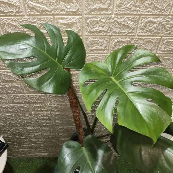 Monstera Deliciosa - Image 13