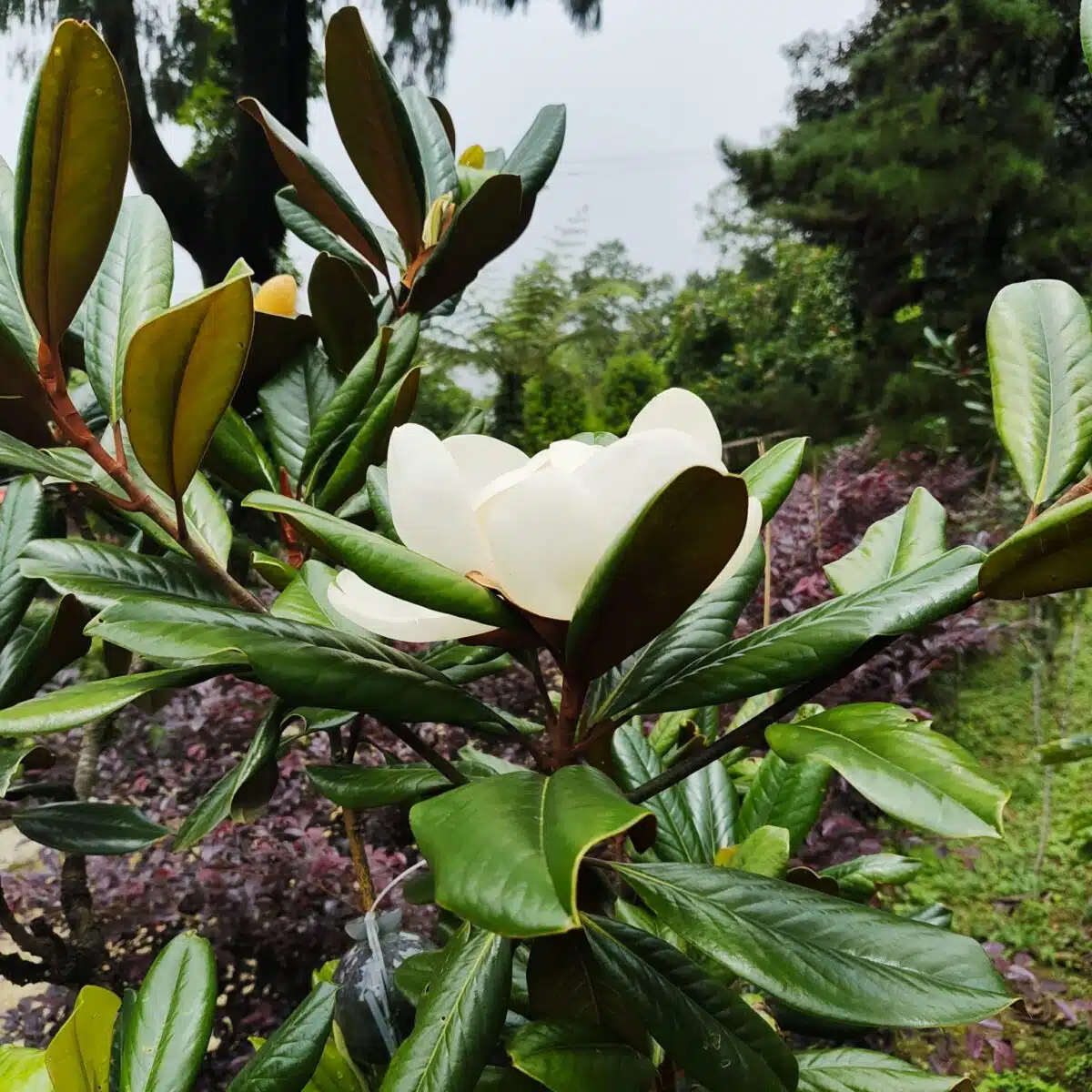 Magnolia Grandiflora - Image 10