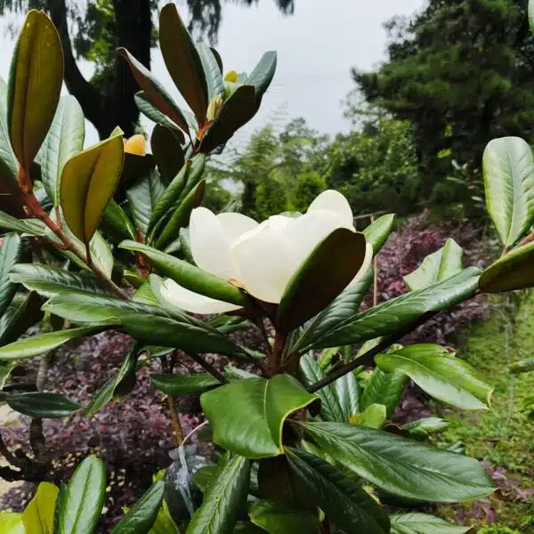 Magnolia Grandiflora - Image 10