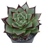 Echeveria Agavoids Ebony