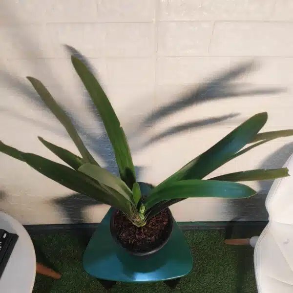 Clivia Miniata (Bush Lily) Light Orange - Plant - Image 4