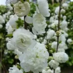 Japanese Dwarf Cherry plant