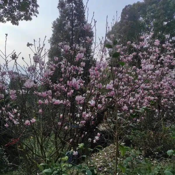 Magnolia x Soulangeana - Beautiful Flowering Tree for Your Garden - Image 20