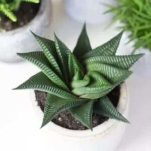 Haworthia Limifolia