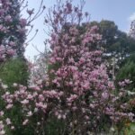 Magnolia Soulangeana - Beautiful Flowering Tree for Your Garden