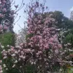 Magnolia x Soulangeana - Beautiful Flowering Tree for Your Garden