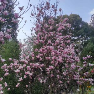 Magnolia x Soulangeana – Beautiful Flowering Tree for Your Garden