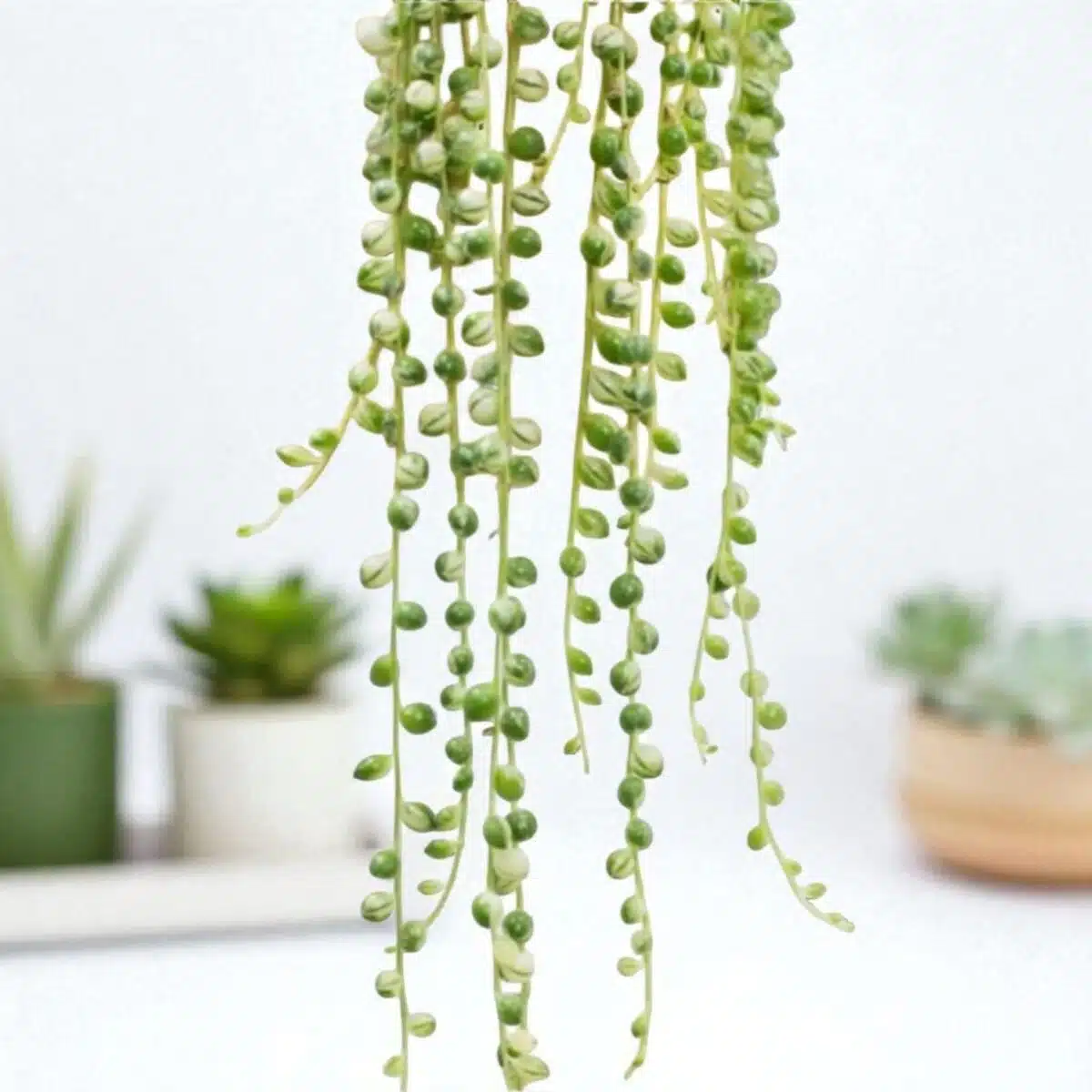 Variegated String of Pearls (Senecio Rowleyanus/Starzec Rowleya) - Image 2