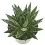 Buy Aloe Flow Live Plants - Natural Healing and Beauty