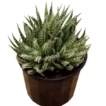 Buy Aloe 'Haworthioides' - Unique Indoor Succulent Plant