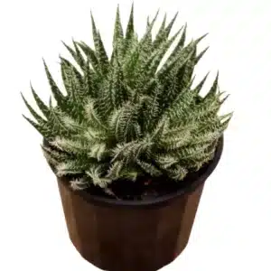 Buy Aloe ‘Haworthioides’ – Unique Indoor Succulent Plant