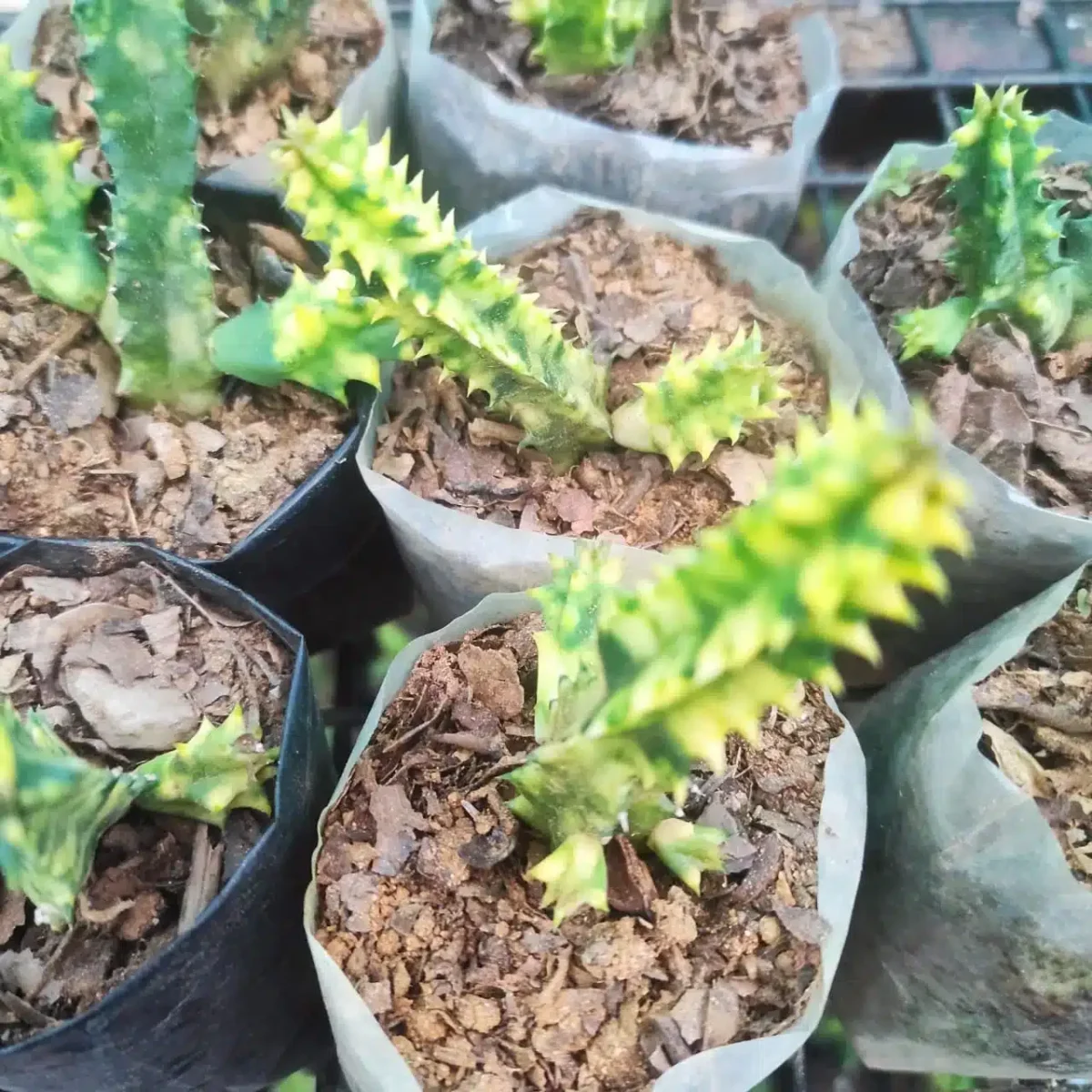 Buy Huernia Zebrina Variegated - Unique Succulent Plant | Exotic Zebra Pattern - Image 2