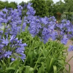 Agapanthus Lily Purple Bulb - Easy-to-grow African Lily for Your Garden