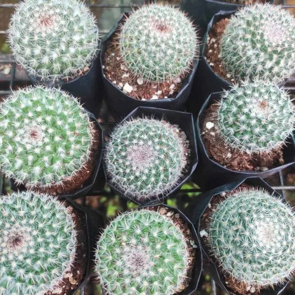 Mammillaria Parkinsonii - Image 2