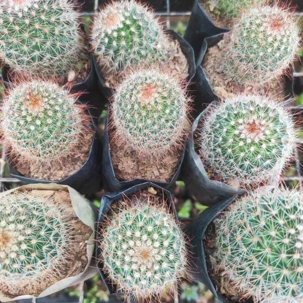 Mammillaria Sp