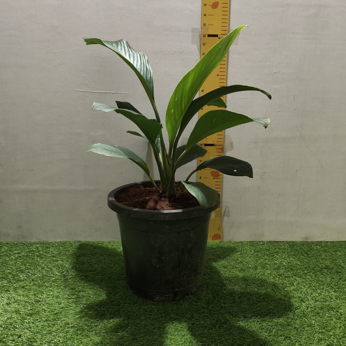 Spathiphyllum wallisii 'Sensation'(Giant Peace Lily) - Image 16