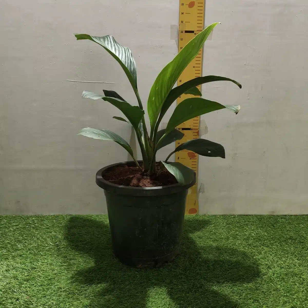 Spathiphyllum wallisii 'Sensation'(Giant Peace Lily) - Image 16