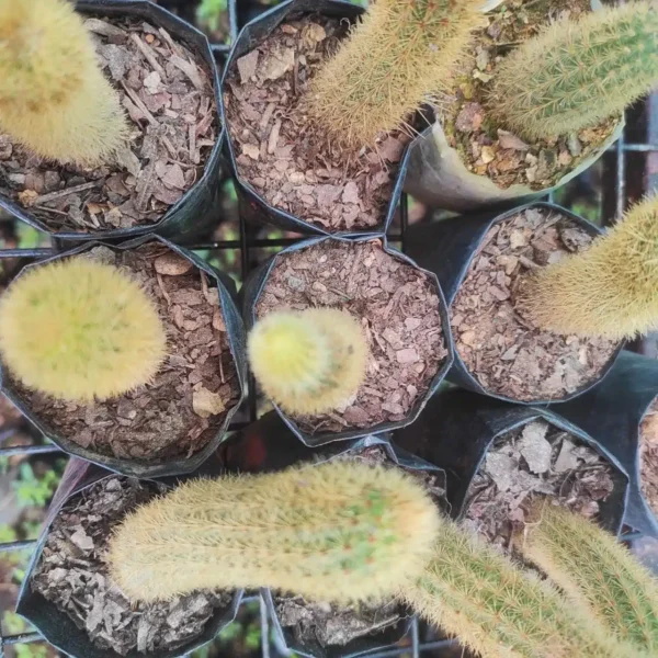 Cleistocactus Winteri (Golden Monkey Tail) - Image 2