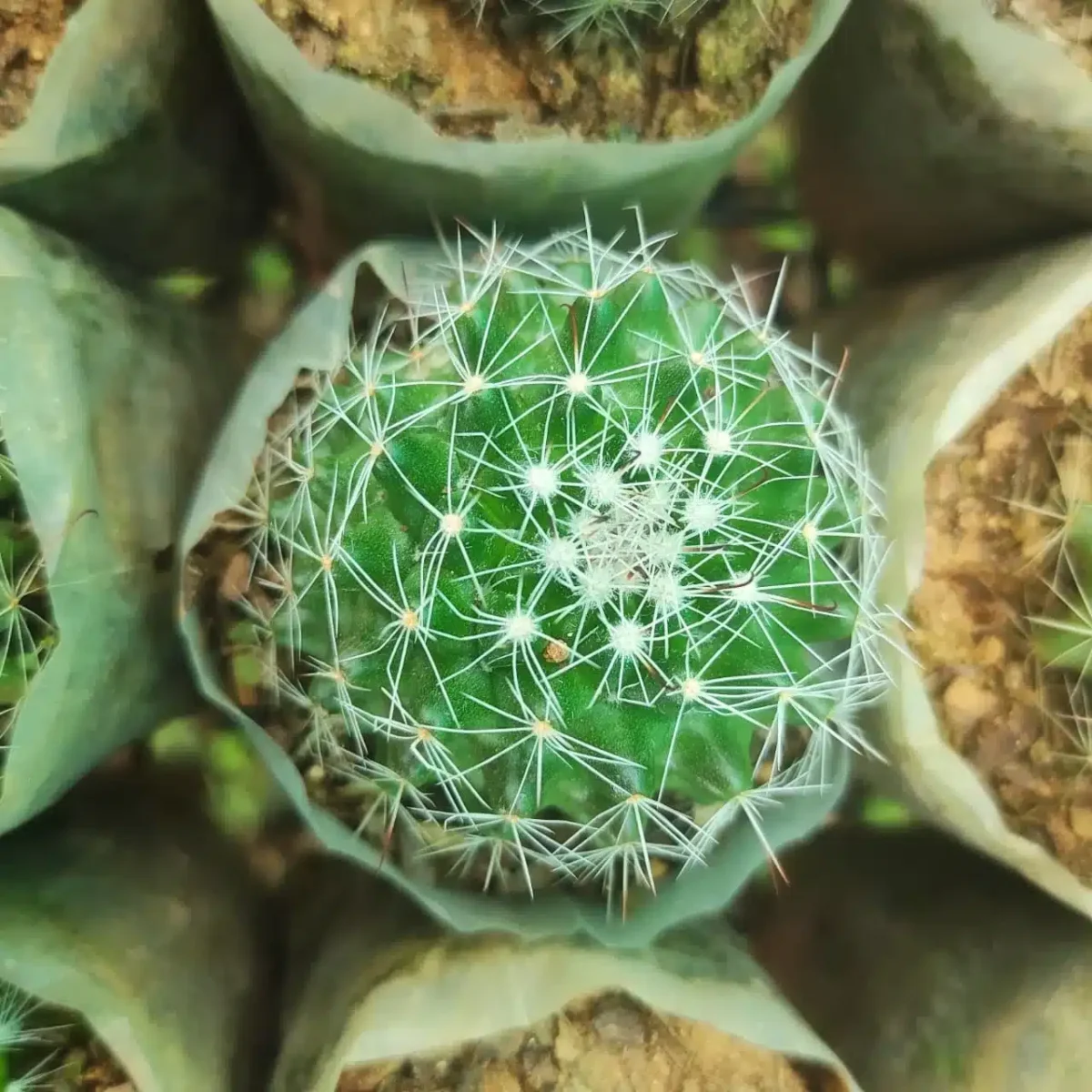 Mammillaria Beneckei - Image 4