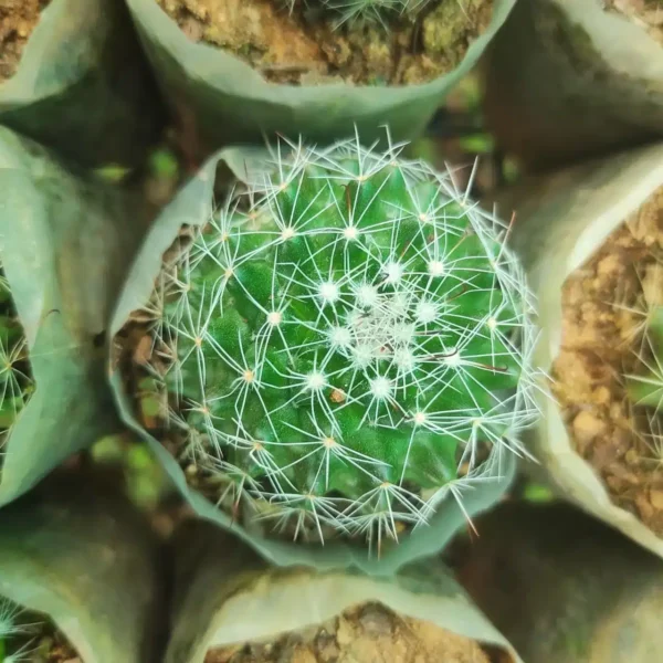 Mammillaria Beneckei - Image 4