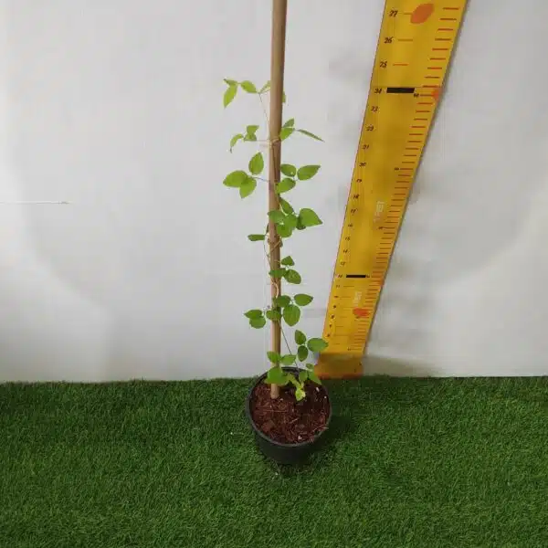 Clematis (Random Color) - Image 4