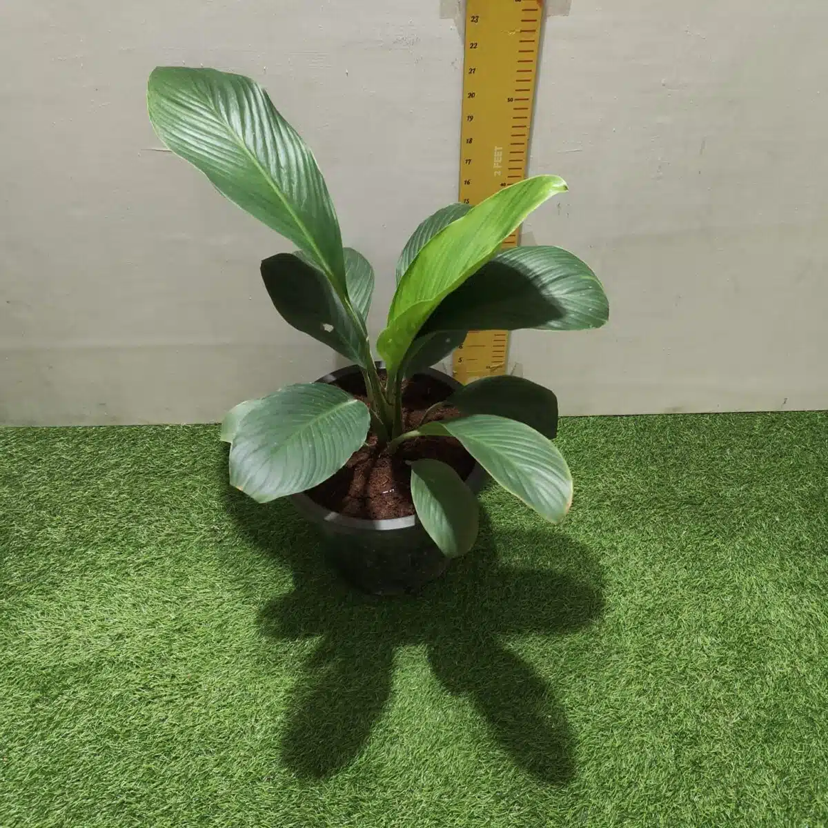 Spathiphyllum wallisii 'Sensation'(Giant Peace Lily) - Image 18