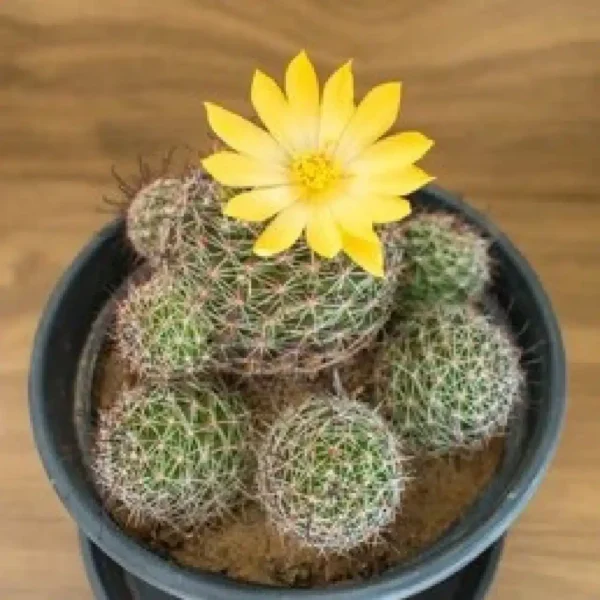 Mammillaria Beneckei - PlantsHub