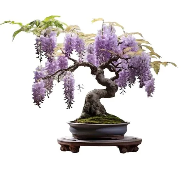 Wisteria Sinensis (Purple) - Fragrant Climbing Vine | Garden Decor - Image 2