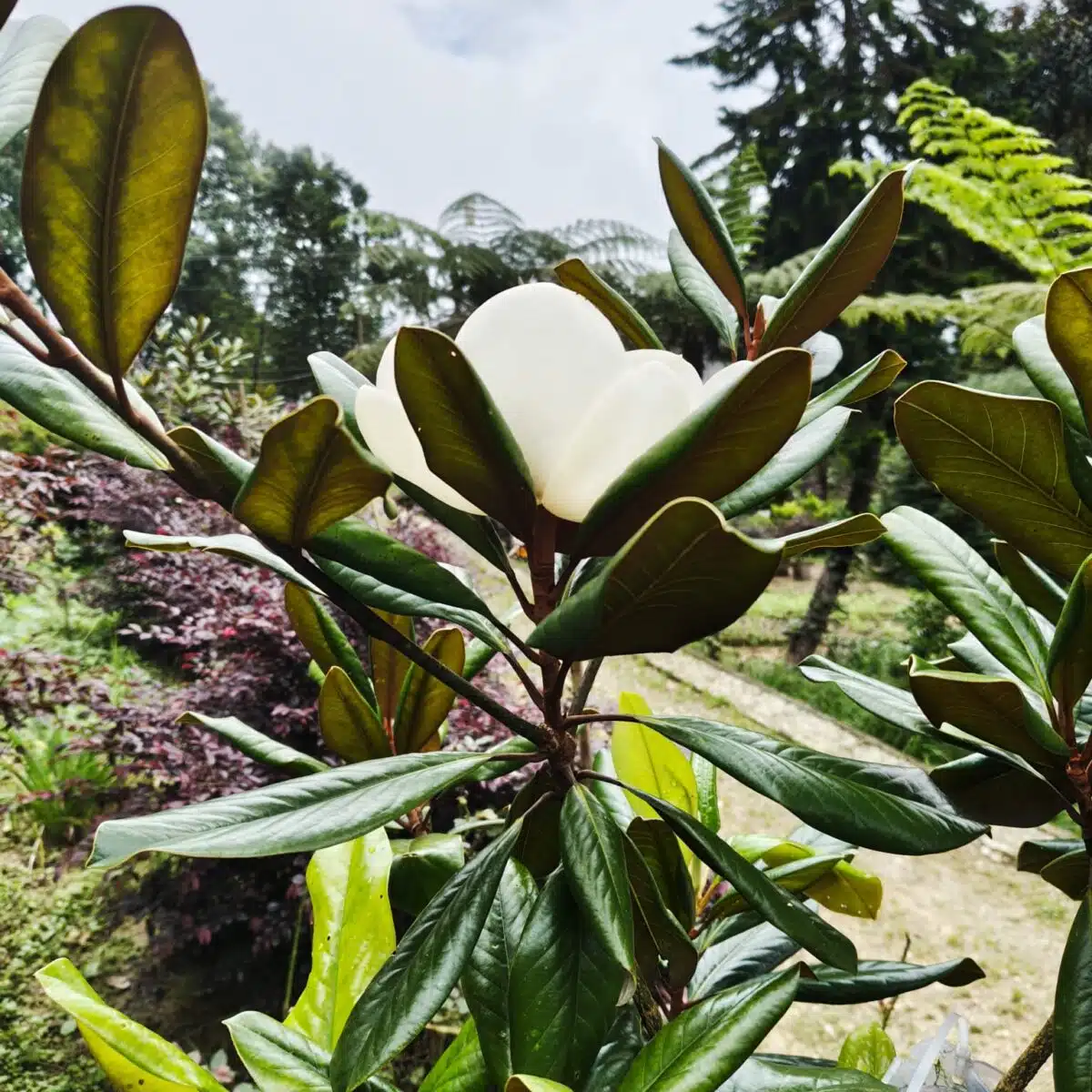 Magnolia Grandiflora - Image 12