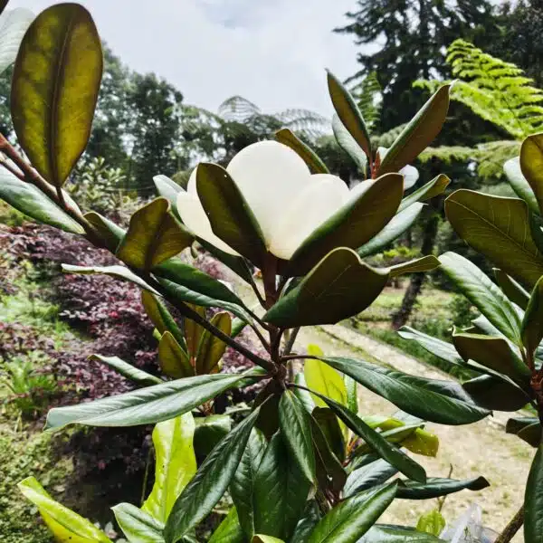 Magnolia Grandiflora - Image 12