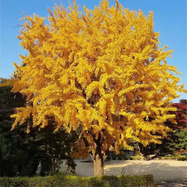 Ginkgo Biloba Tree - Image 7