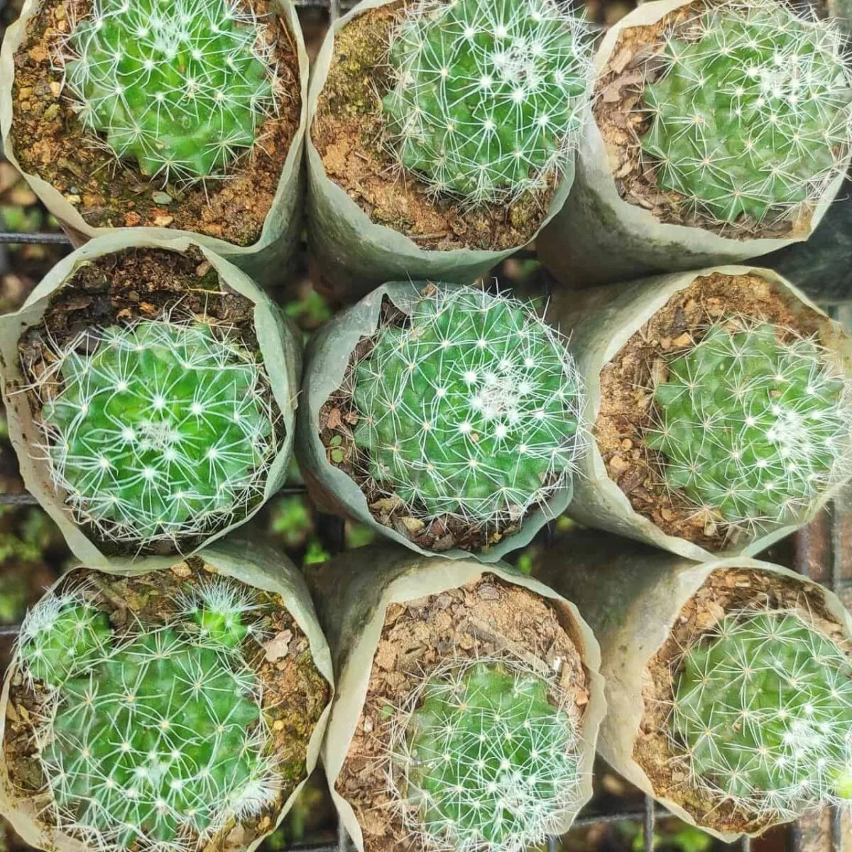 Mammillaria Beneckei - Image 2