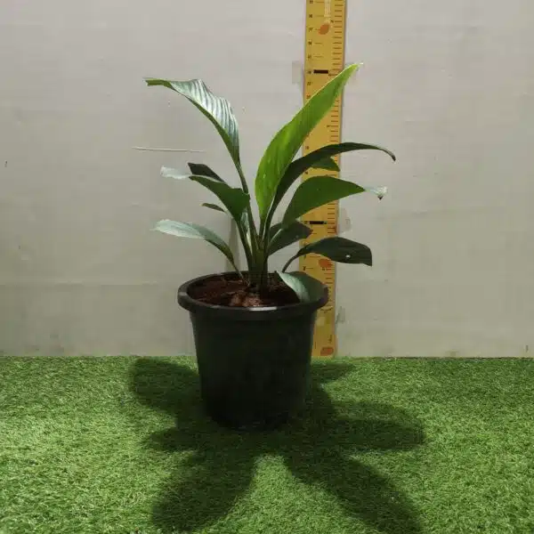 Spathiphyllum wallisii 'Sensation'(Giant Peace Lily) - Image 15