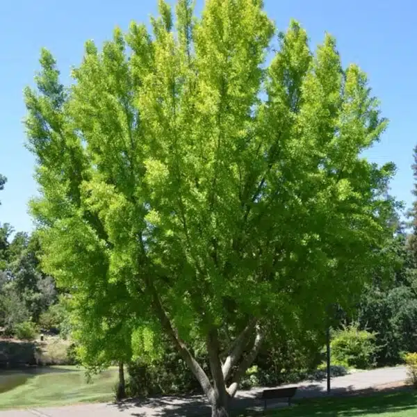 Ginkgo Biloba Tree - Image 2