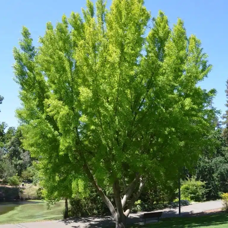 Ginkgo Biloba Tree - Image 2