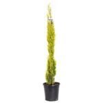 Golden Pencil Pine (Cupressus Swanes) - Stunning Evergreen Tree for Your Landscape