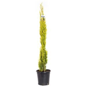 Golden Pencil Pine (Cupressus Swanes) – Stunning Evergreen Tree for Your Landscape