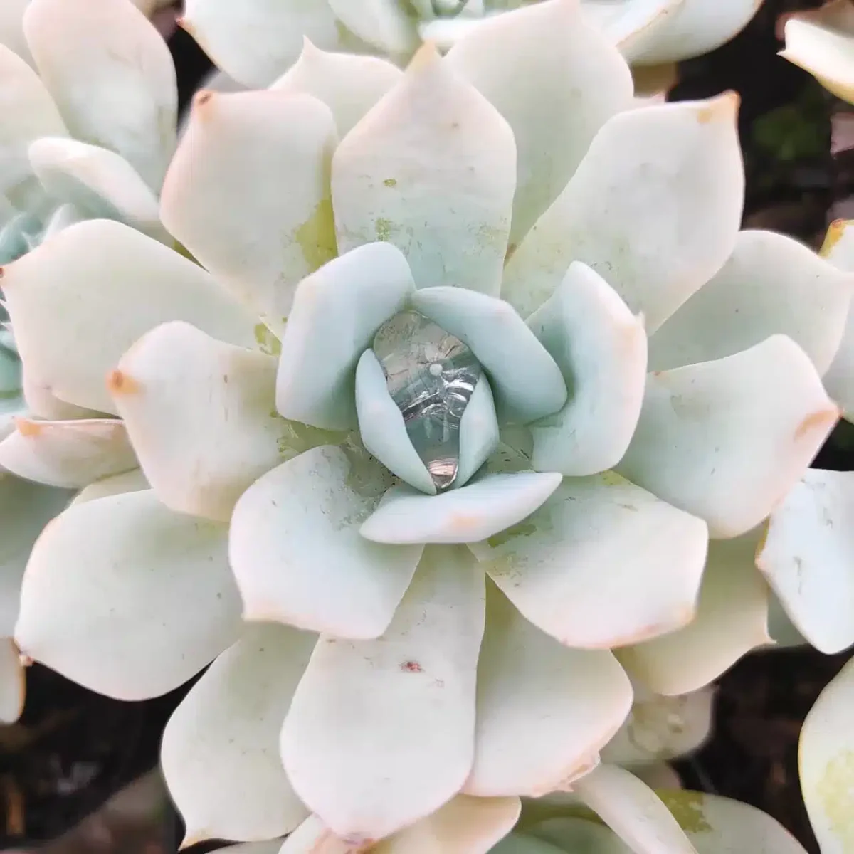 Echeveria White Lotus - PlantsHub