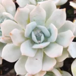 Echeveria White Lotus