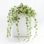 Variegated String of Pearls (Senecio Rowleyanus/Starzec Rowleya)