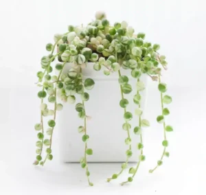 Variegated String of Pearls (Senecio Rowleyanus/Starzec Rowleya)