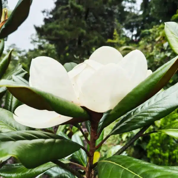 Magnolia Grandiflora - Image 8