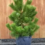 Japanese Black Pine (Pinus Thunbergii) - Resilient Evergreen Tree for Landscaping and Bonsai