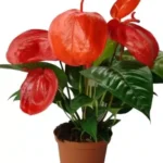 Anthurium scherzerianum plant