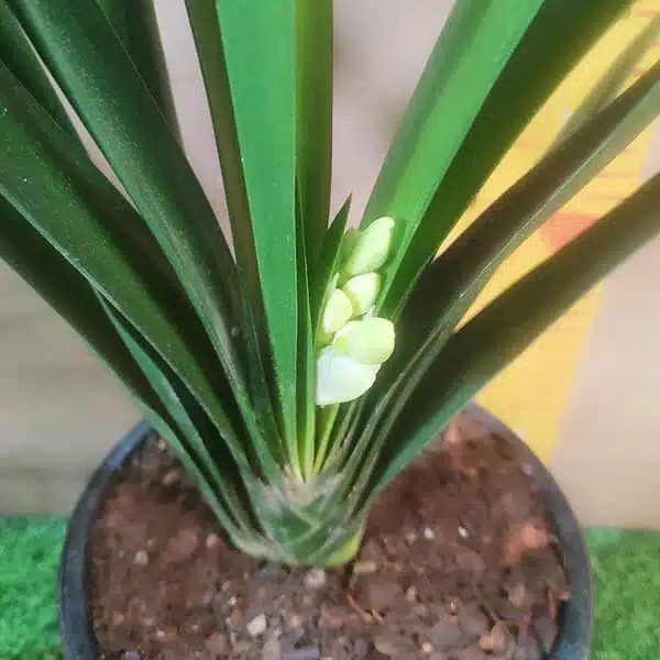 Clivia Miniata (Bush Lily) Light Orange - Plant - Image 7