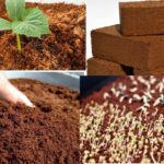 Cocopeat: Sustainable Gardening Medium for Improved Plant Growth