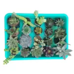 Buy Succulent Combo of 20 Varieties rare Succulent - Low Maintenance and Stunning
