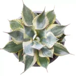 Agave Trade Wind Plants – Hardy and Beautiful Succulents for Your Garden plant