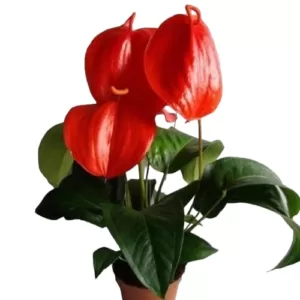 Buy Anthurium Scherzerianum Red – Vibrant Tropical Plant Online | [Plantshub]